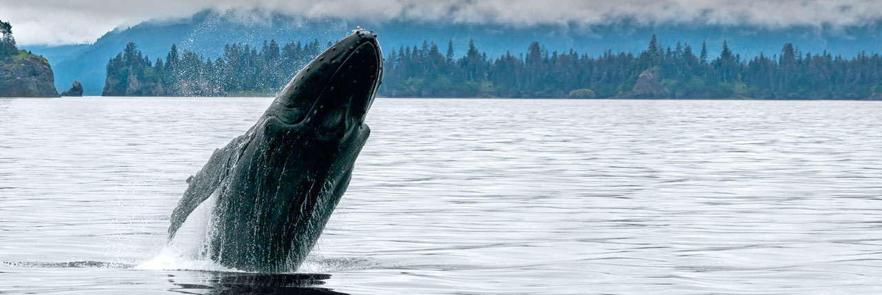 Alaska Cruises